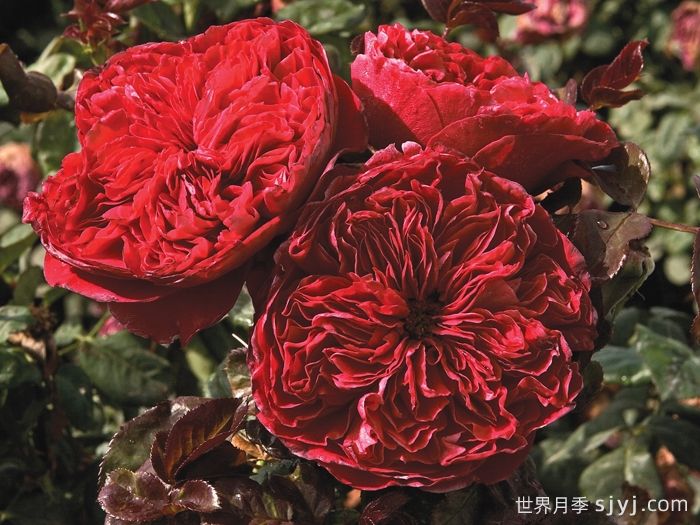 皇家胭脂月季/皇家红Rouge Royale(图3)