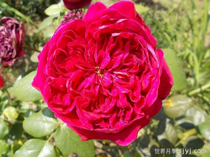 皇家胭脂月季/皇家红Rouge Royale(图4)