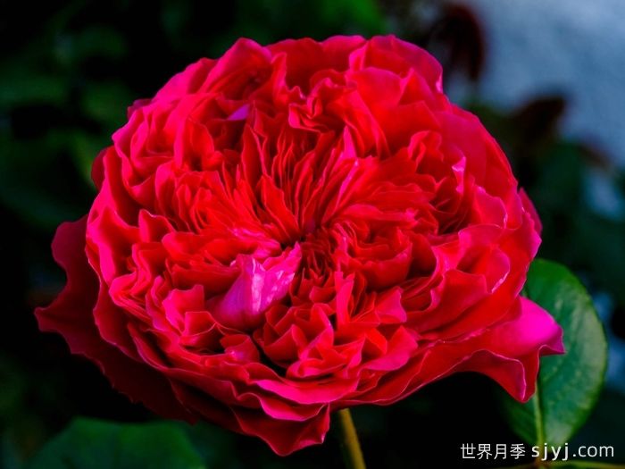 皇家胭脂月季/皇家红Rouge Royale(图5)