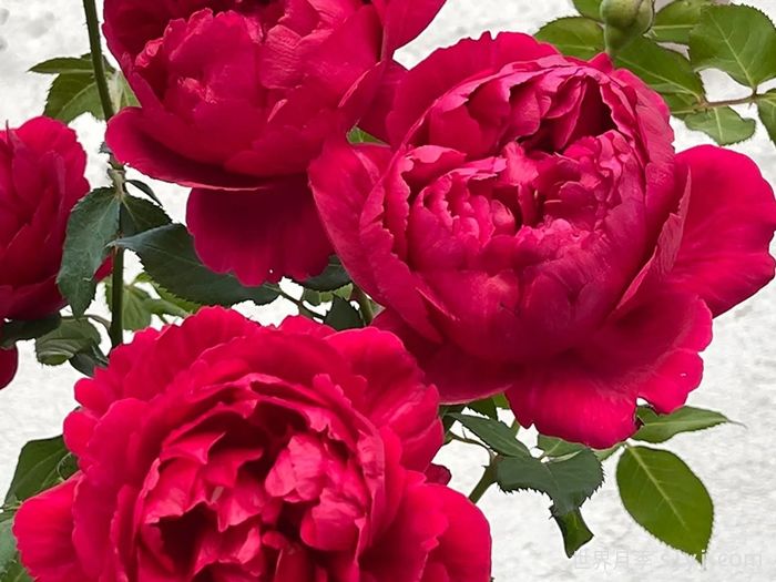 真彩230月季/领带月季Ligare(图1)