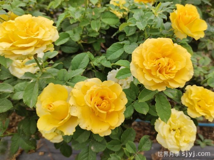 贝壳月季Shell(图3)