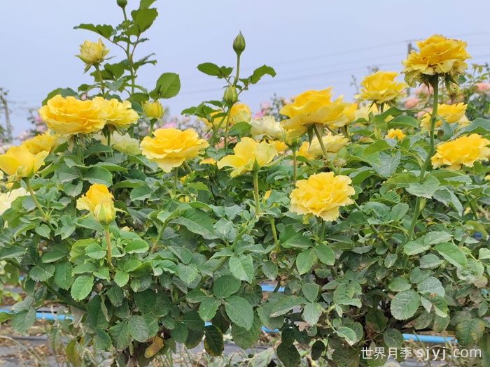 贝壳月季Shell(图4)