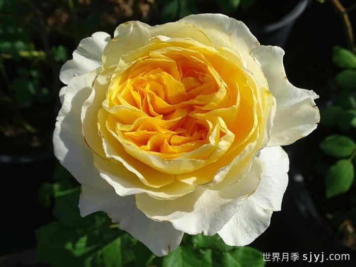 碧翠丝月季/贝特丽丝Beatrice(图1)