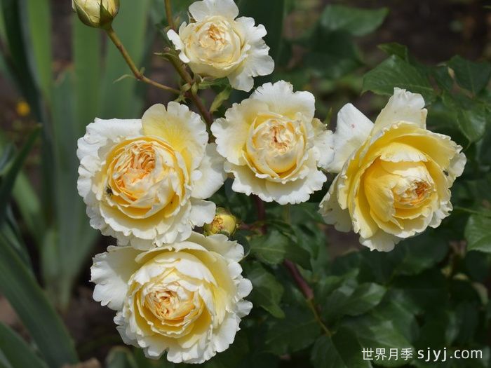 碧翠丝月季/贝特丽丝Beatrice(图3)