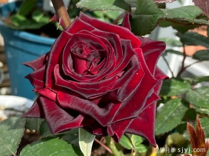 黑魔术月季Magia Nera(图1)