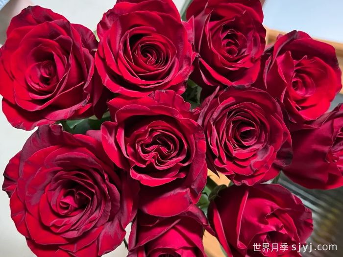 黑魔术月季Magia Nera(图3)