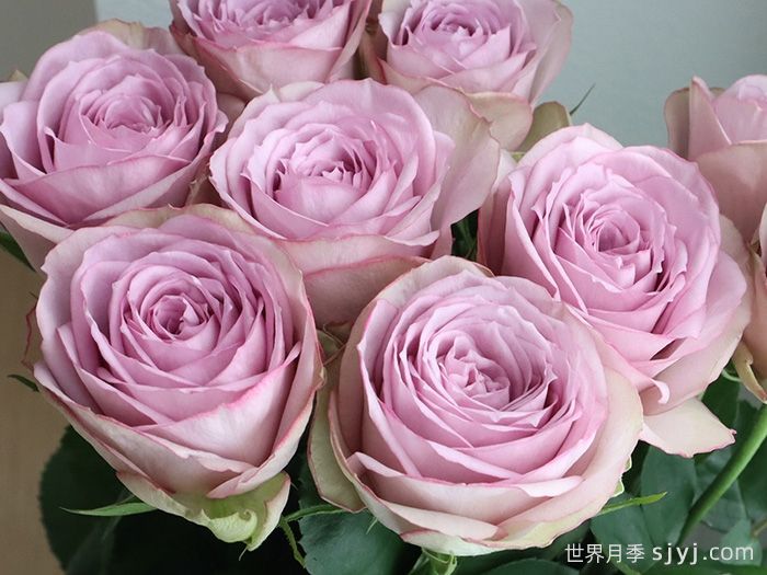 紫丁香月季/丁香经典月季Lilac Classic(图1)