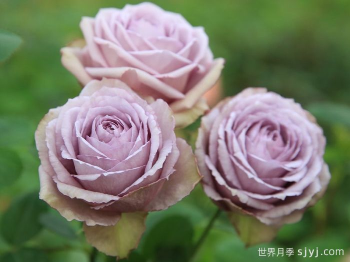 紫丁香月季/丁香经典月季Lilac Classic(图2)