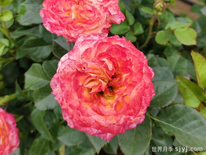 浪漫玫瑰面纱月季Romantic RoseVeil(图1)