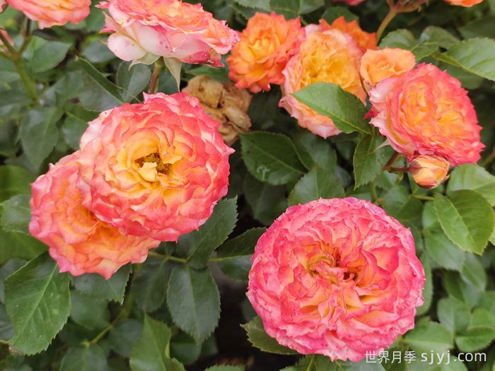 浪漫玫瑰面纱月季Romantic RoseVeil(图3)