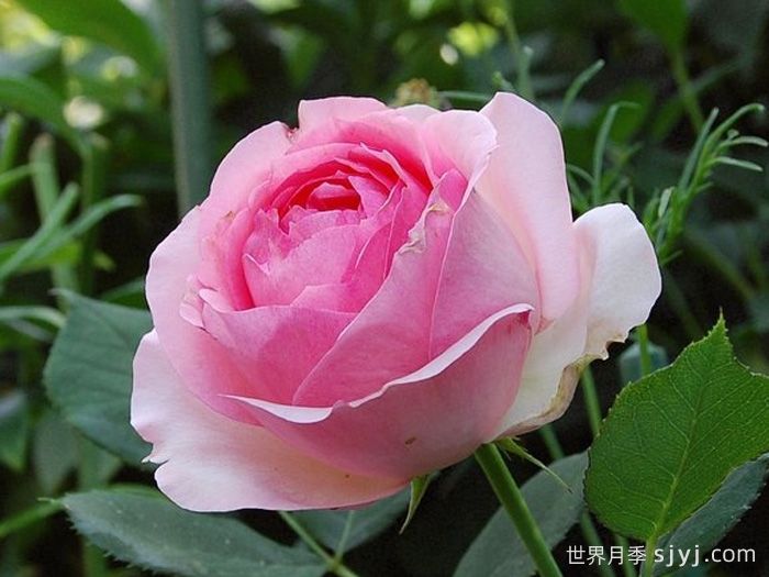 第一夫人月季First Lady(图1)