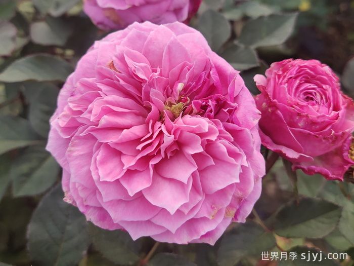 禁忌感官月季/恋上香水花园Forbidden Parfum(图3)