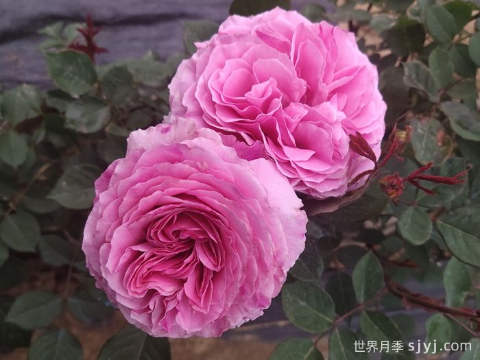 禁忌感官月季/恋上香水花园Forbidden Parfum(图2)