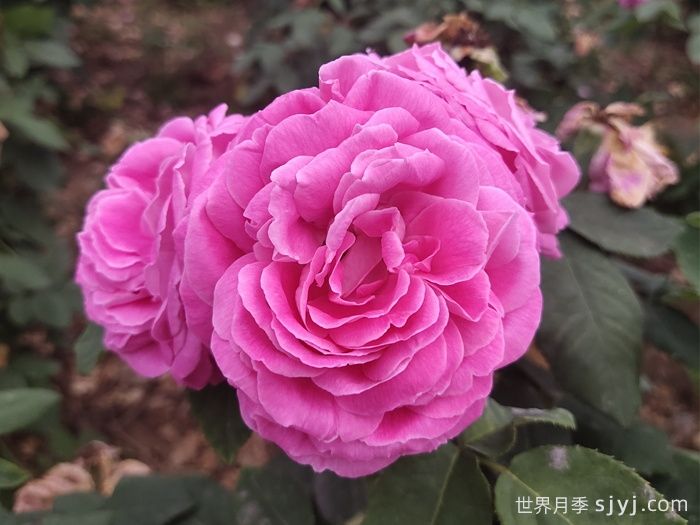 藤本蓝月亮月季Blue Monday(图3)