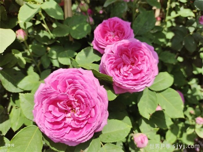 藤本蓝月亮月季Blue Monday(图4)