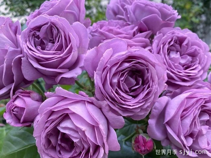 微蓝月季Kinda Blue(图2)