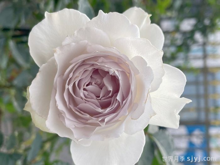 加百列大天使月季/加百列月季Gabriel(图5)