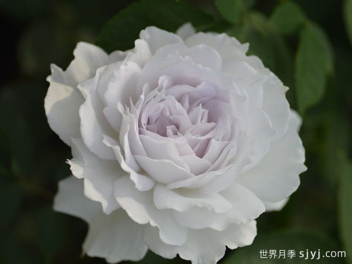 加百列大天使月季/加百列月季Gabriel(图4)