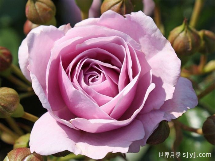 海洋之心月季/诺蒂卡/娜乌提卡Nautica(图1)