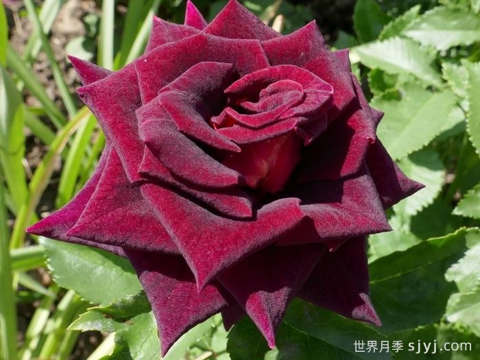 黑美人月季Black Beauty(丰花)(图1)