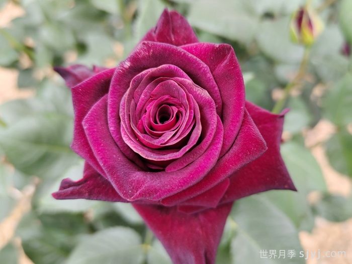 黑美人月季Black Beauty(丰花)(图2)