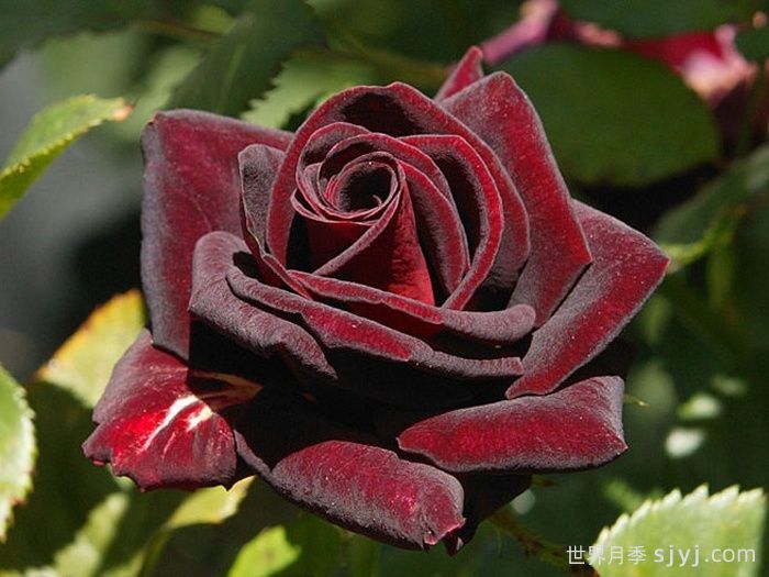 黑美人月季Black Beauty(丰花)(图4)