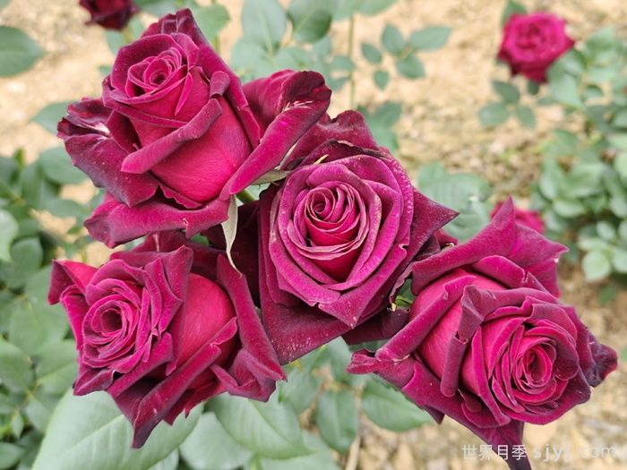 黑美人月季Black Beauty(丰花)(图5)