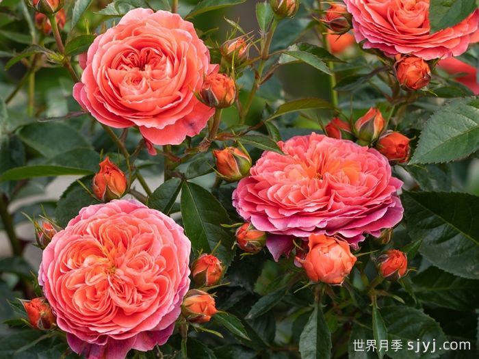 点火樱桃月季(图1)