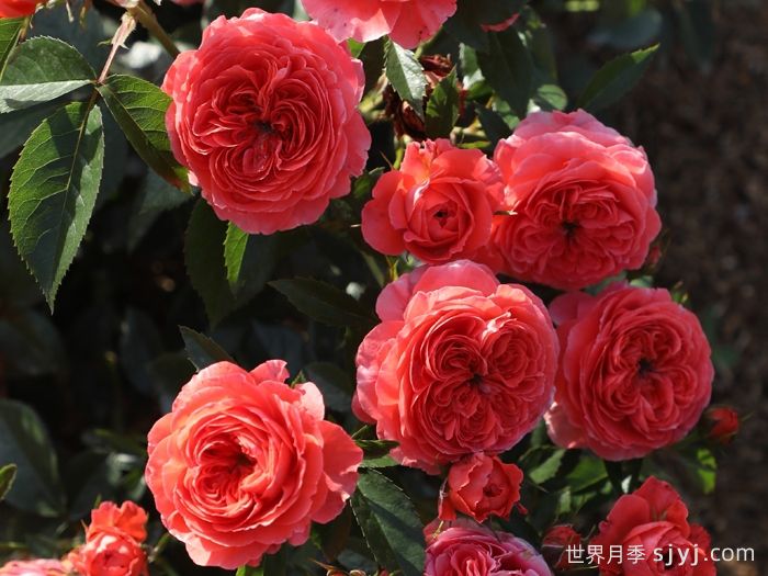 点火樱桃月季(图2)