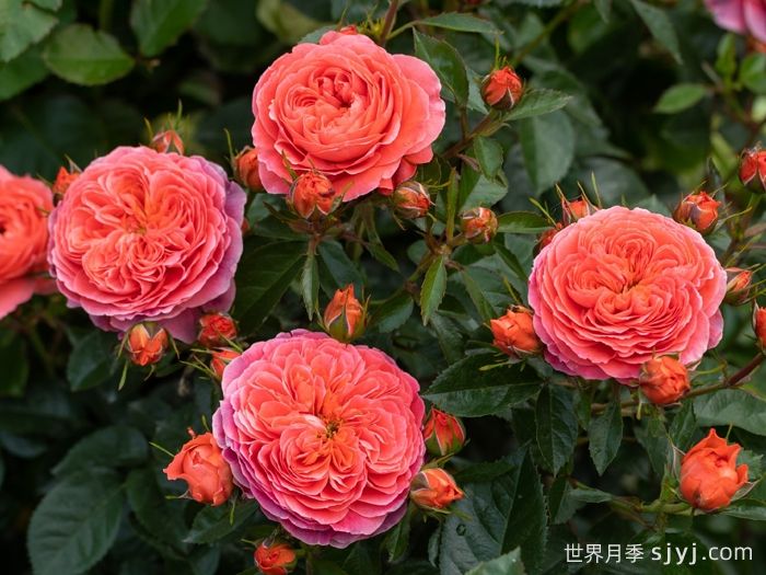 点火樱桃月季(图3)