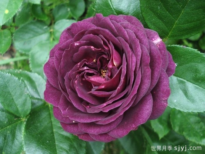 海潮之声月季/紫色伊甸园月季Ebb Tide(图1)