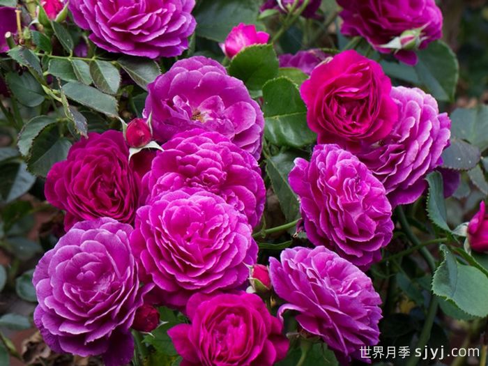 海潮之声月季/紫色伊甸园月季Ebb Tide(图4)