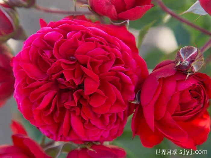 大地主月季/弗朗索瓦拉伯雷月季François Rabelais(图2)