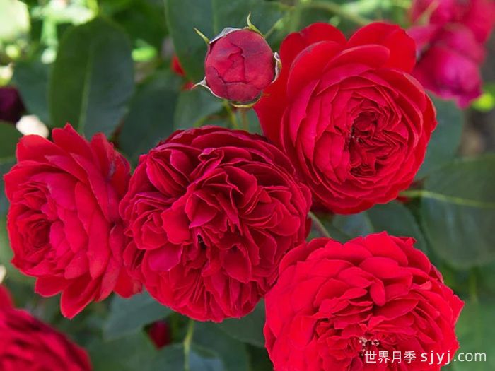 大地主月季/弗朗索瓦拉伯雷月季François Rabelais(图3)