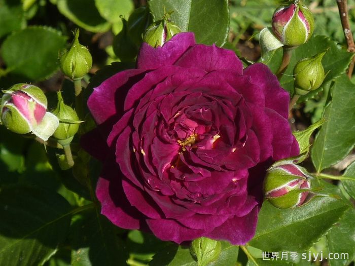 海潮之声月季/紫色伊甸园月季Ebb Tide(图5)