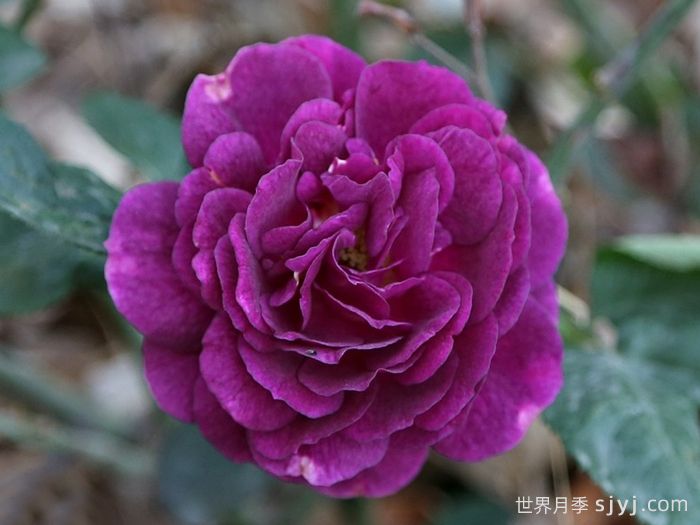 海潮之声月季/紫色伊甸园月季Ebb Tide(图6)