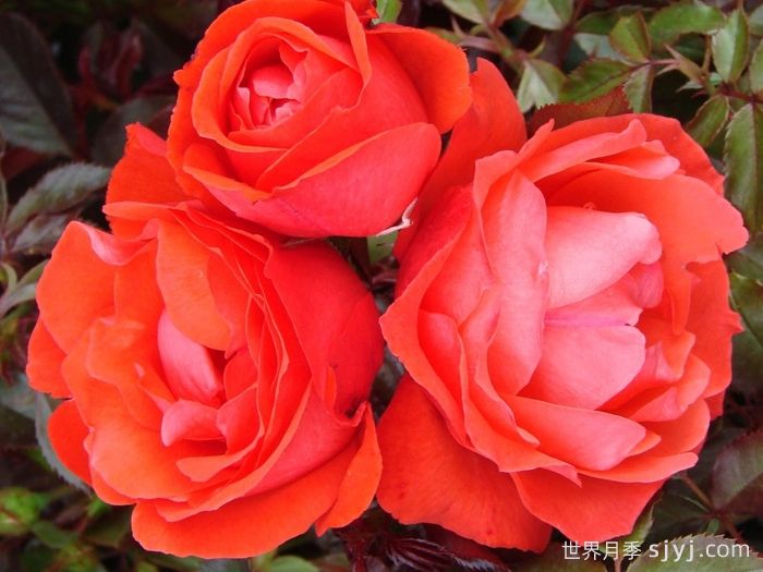 朱红女王月季/红色伊丽莎白女王/桔红女王Scarlet Queen Elizabeth(图2)