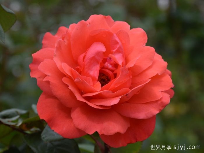 朱红女王月季/红色伊丽莎白女王/桔红女王Scarlet Queen Elizabeth(图3)