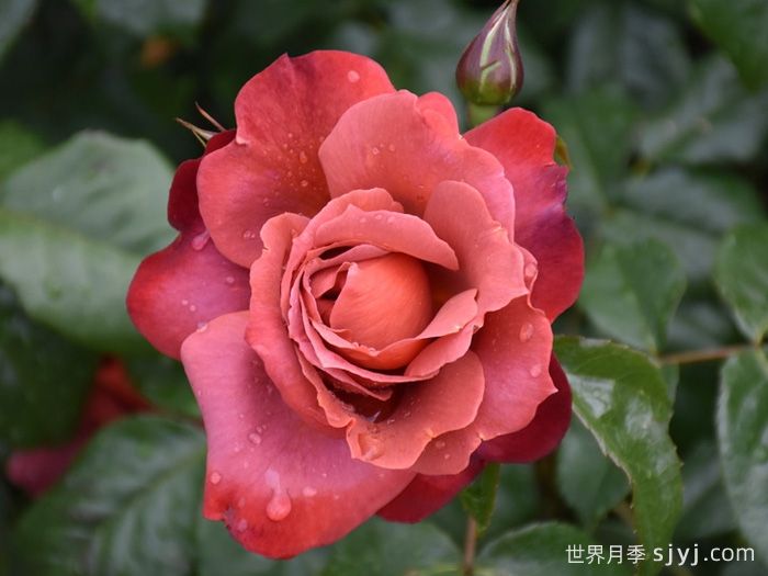 火热巧克力月季/热可可月季Hot Chocolate(图4)