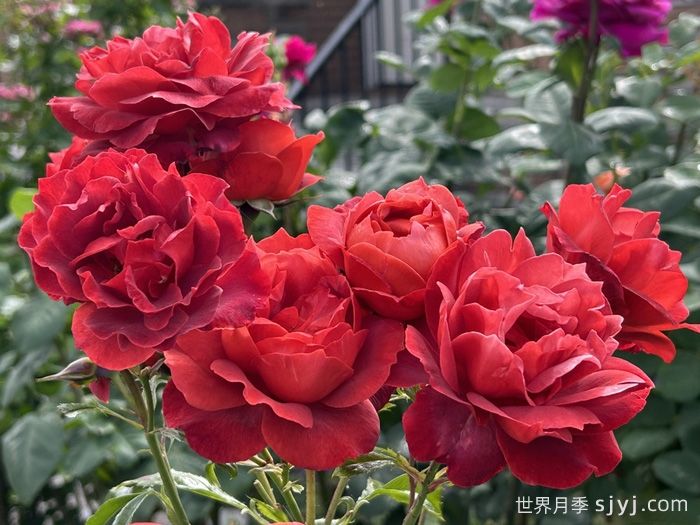 火热巧克力月季/热可可月季Hot Chocolate(图5)