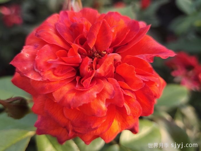 火热巧克力月季/热可可月季Hot Chocolate(图6)