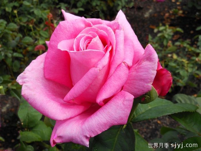 香欢喜月季/香水喜悦月季Perfume Delight(图1)