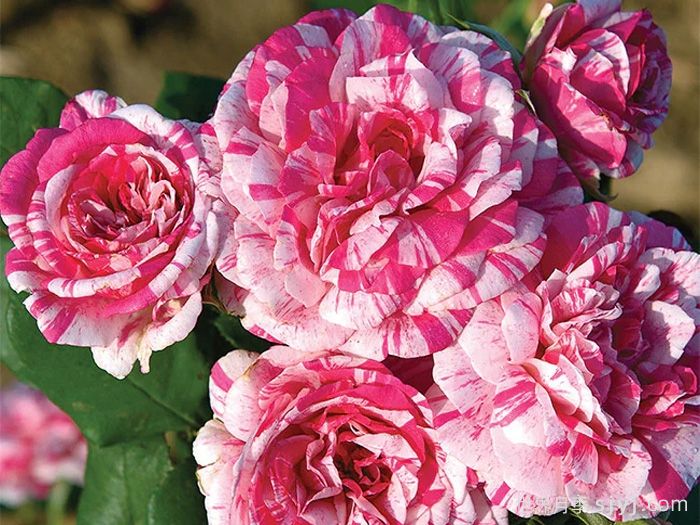 胡里奥月季/伊格莱西亚斯Julio Iglesias(图2)