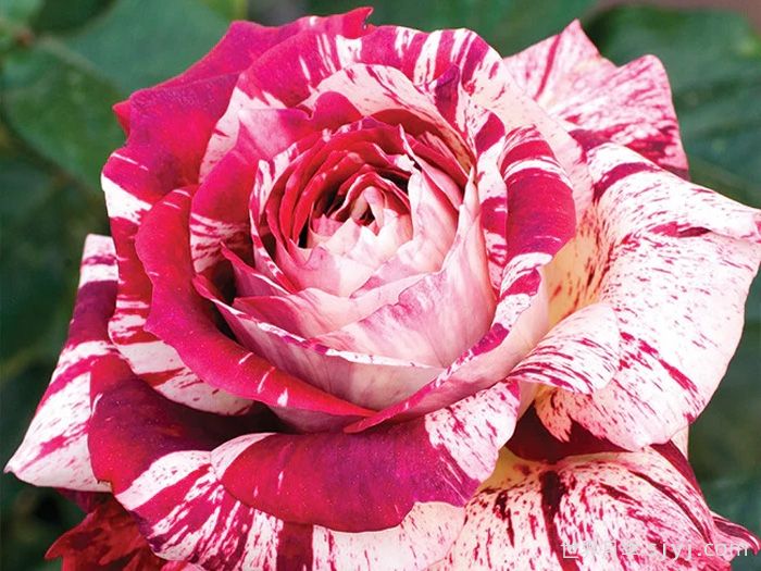 胡里奥月季/伊格莱西亚斯Julio Iglesias(图4)