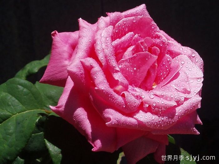 香欢喜月季/香水喜悦月季Perfume Delight(图3)