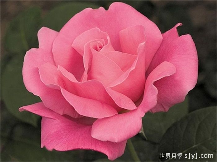 香欢喜月季/香水喜悦月季Perfume Delight(图4)