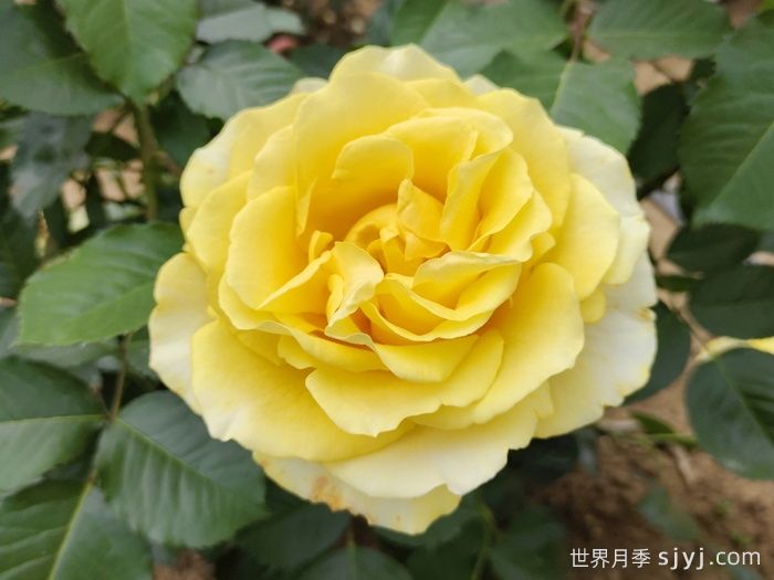 莱茵黄金月季/法尔茨黄金Pfalzer Gold(图1)