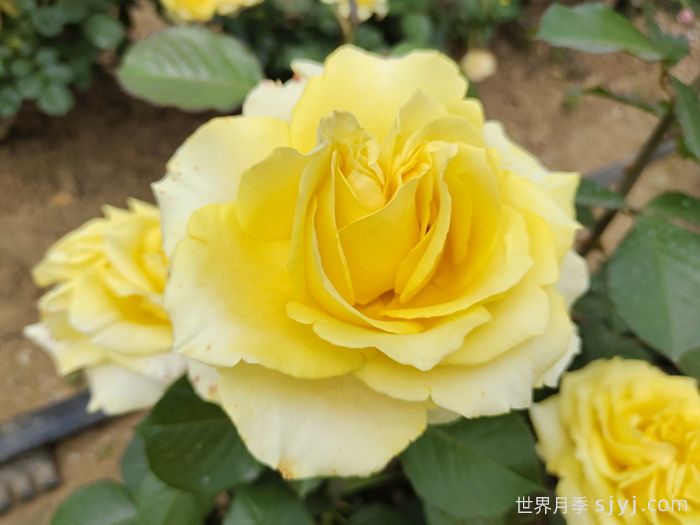 莱茵黄金月季/法尔茨黄金Pfalzer Gold(图4)