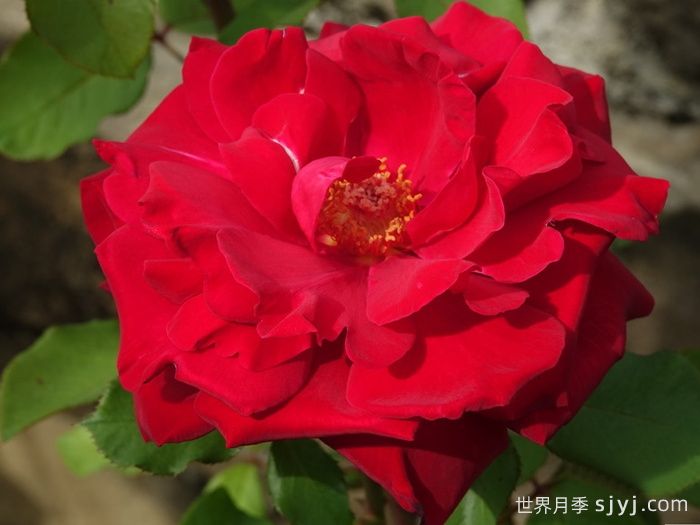 布达议员月季Senator Burda(图1)