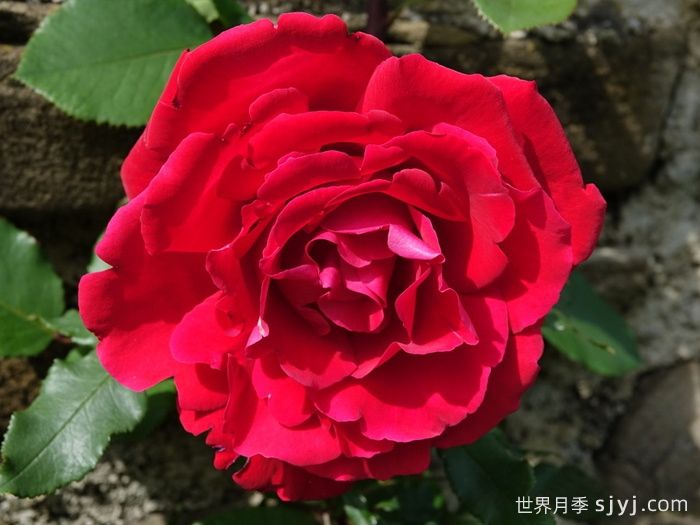 布达议员月季Senator Burda(图2)